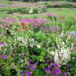 Wild flowers at Manor Fields Park.
