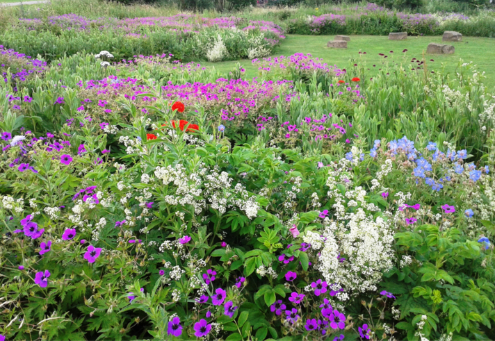 Wild flowers at Manor Fields Park.