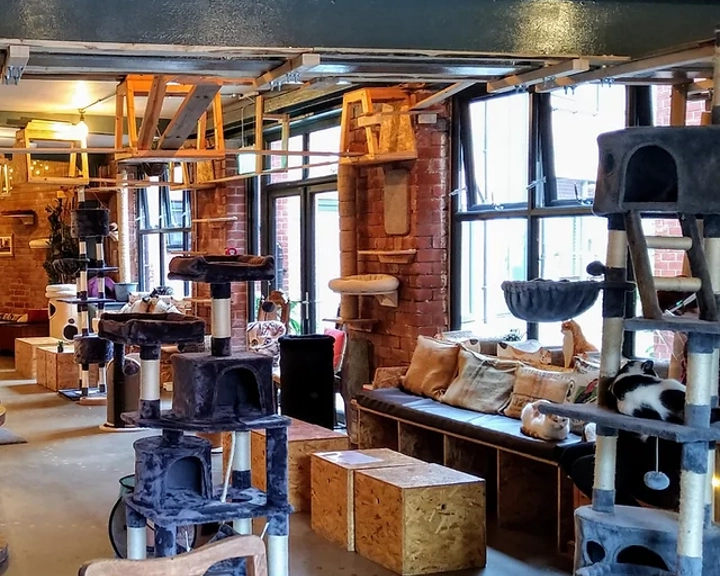 Inside Tabby Teas Cat Cafe.