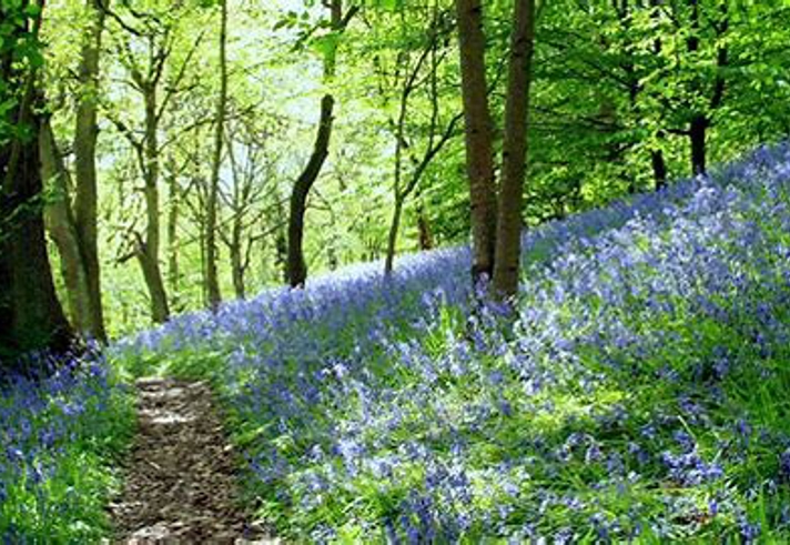 Wild flowers at Woolley Woods