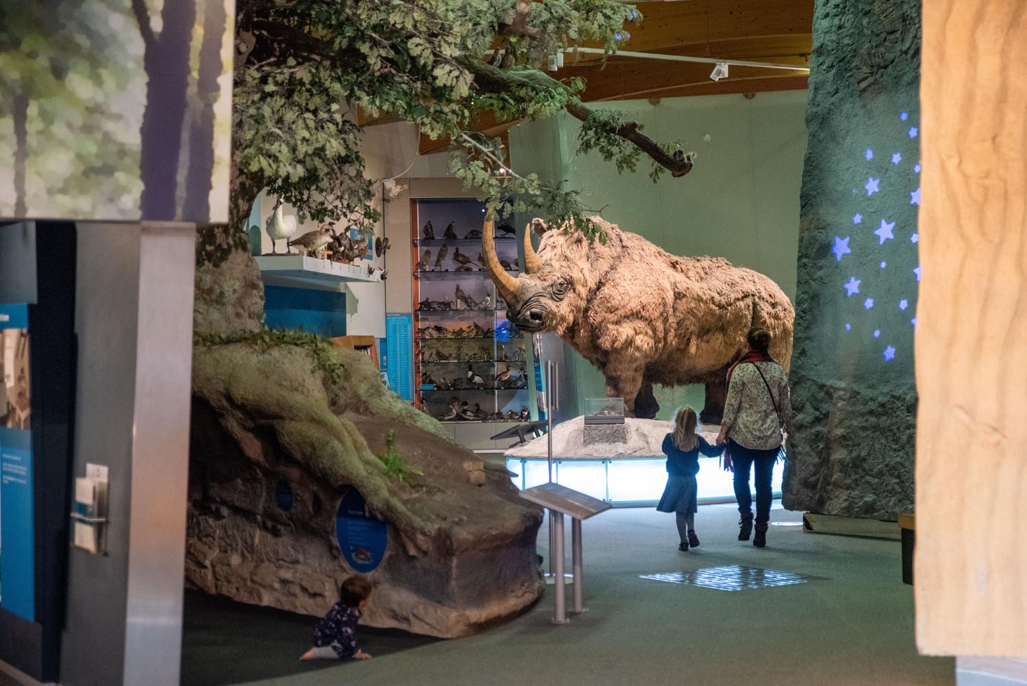 A display at Weston Park Museum of a large woolly rhinoceroses. 
