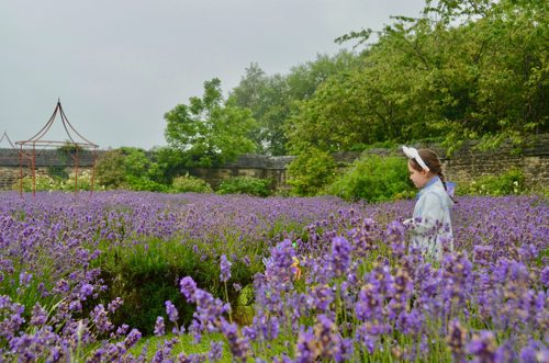 Person standing in a large field of blooming lavender flowers, wearing a light-colored outfit and a headband. The background includes a stone wall, green trees, and a metal garden structure under an overcast sky.