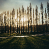 A row of tall trees are silhouetted against a low sun.