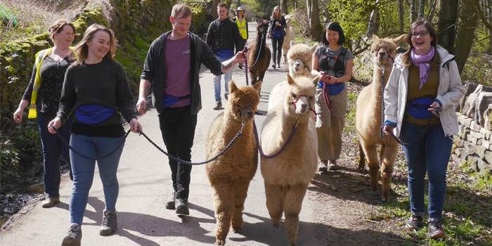 A group of people out walking with Alpacas.