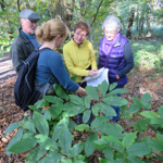 Four people having a leisurely walk in Ecclesall Woods.