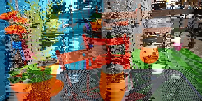 A table outside Jabbarwocky, with glasses of beer and pot plants.