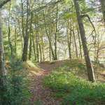 A path through the trees at Wadsley and Loxley Common.