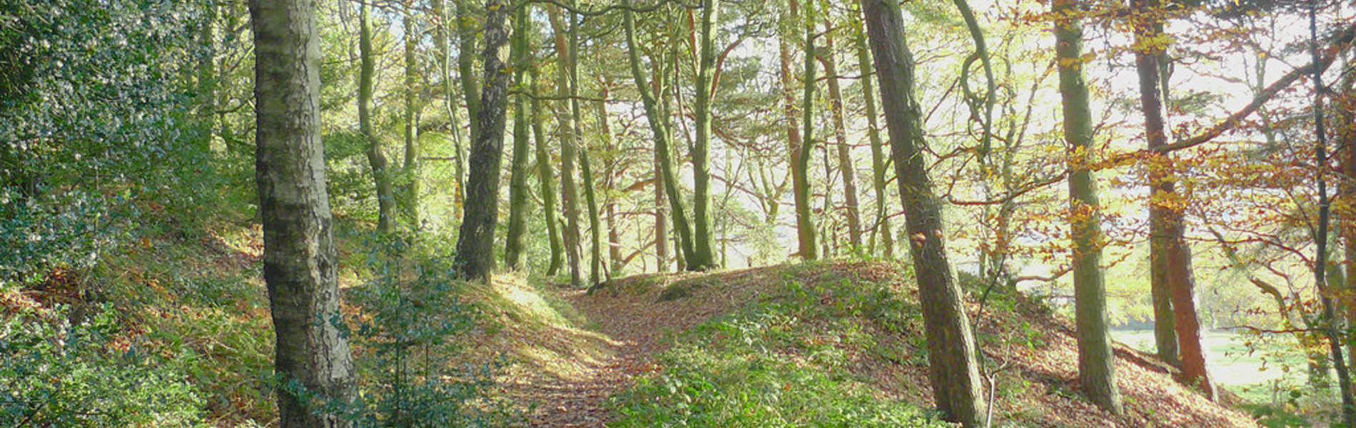 A path through the trees at Wadsley and Loxley Common.