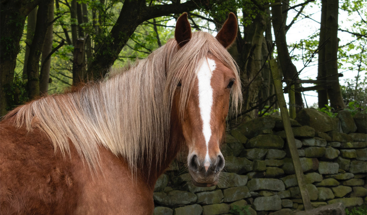 A brown horse stood next to an old, mossy stone wall.