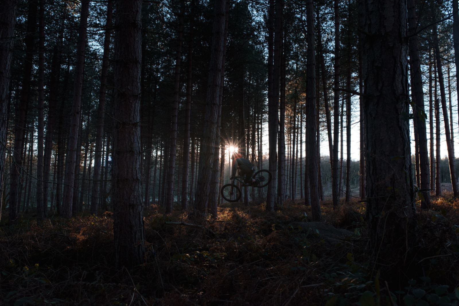 Shadow of someone mountain biking between the trees in Greno Woods.