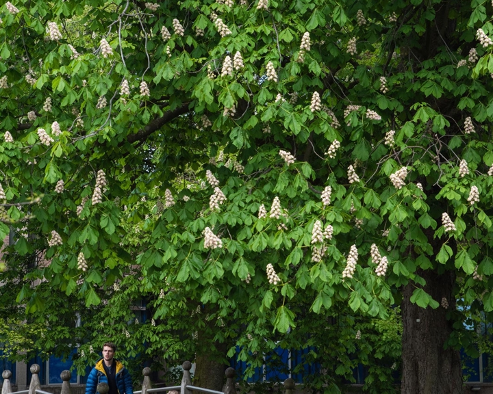 A person walking across a wooden footbridge surrounded by lush greenery. A large tree with dense green leaves and clusters of white blossoms dominates the scene, partially shading the bridge. The background includes more foliage and a glimpse of a building behind the trees.