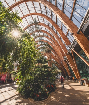  Sunlit interior of Sheffield Winter Garden featuring dense planting, wooden arches and a central planted bed along the walkway. People are walking through and admiring the plants.