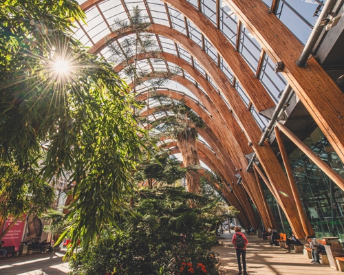  Sunlit interior of Sheffield Winter Garden featuring dense planting, wooden arches and a central planted bed along the walkway. People are walking through and admiring the plants.