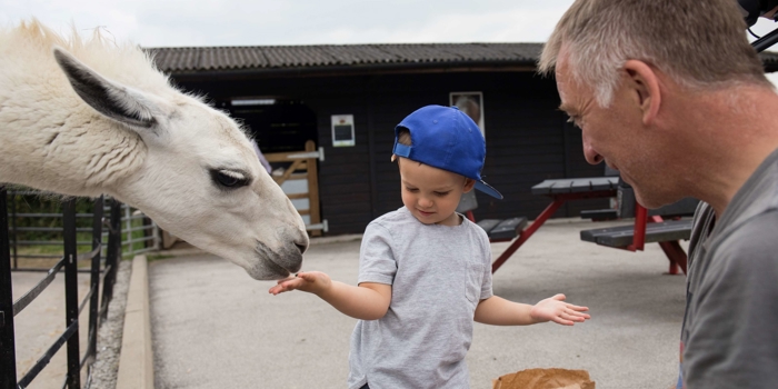 A child wearing a blue cap is feeding a white llama by hand at an outdoor animal enclosure. The child is standing next to an adult who is holding a paper bag, likely containing food. The background shows a dark wooden building with a sloped roof and a picnic table.