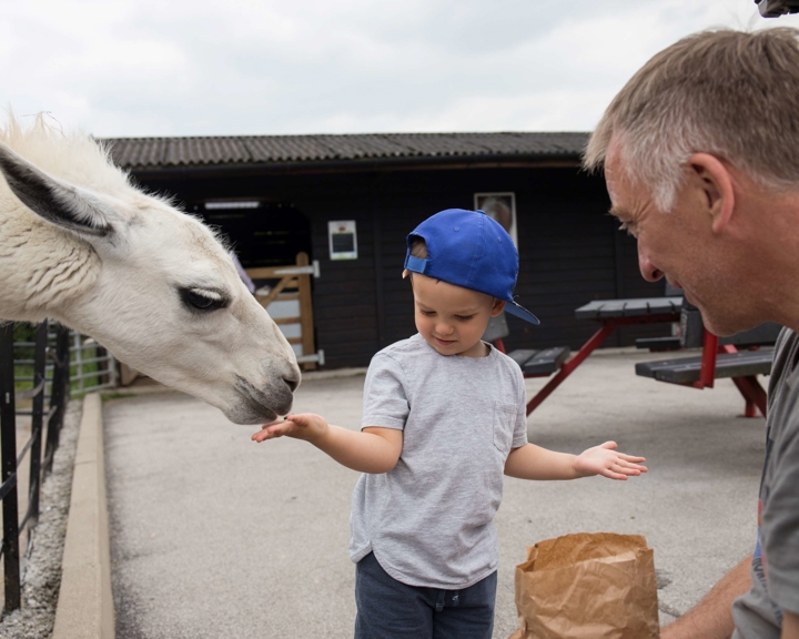 A child wearing a blue cap is feeding a white llama by hand at an outdoor animal enclosure. The child is standing next to an adult who is holding a paper bag, likely containing food. The background shows a dark wooden building with a sloped roof and a picnic table.