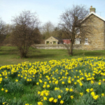 Daffodils at Greenhill Park.