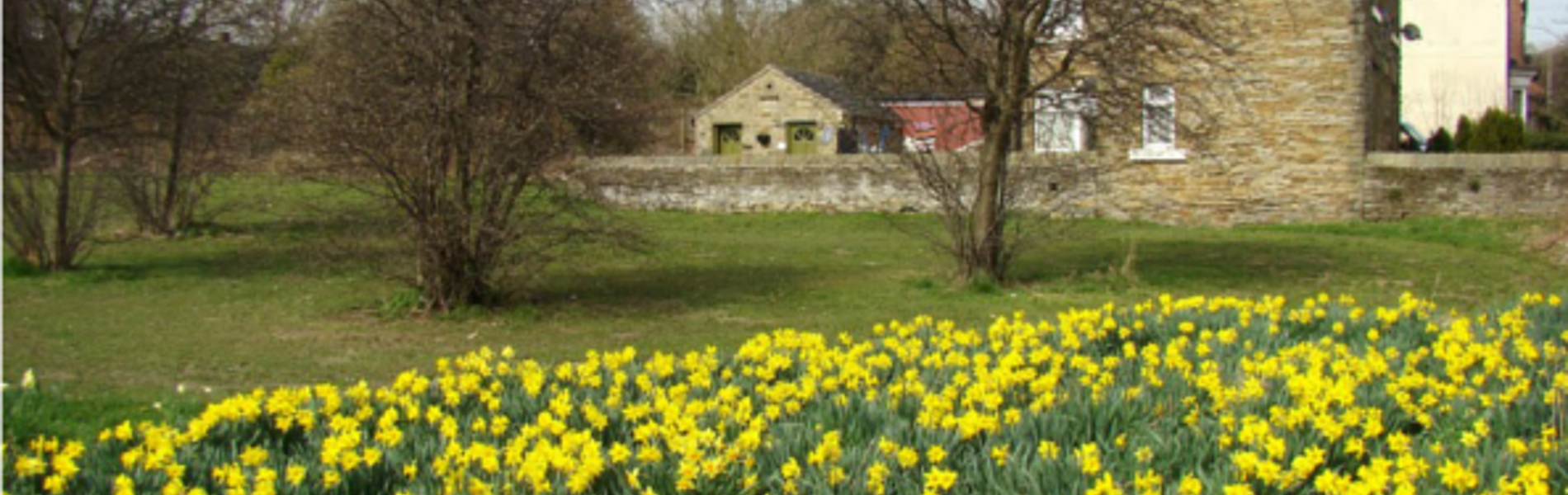 Daffodils at Greenhill Park.